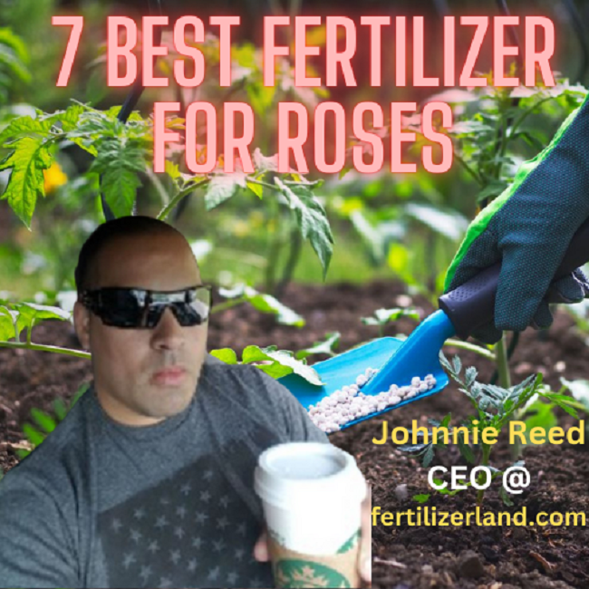 Best fertilizer for roses 2023 And Buyers Guide