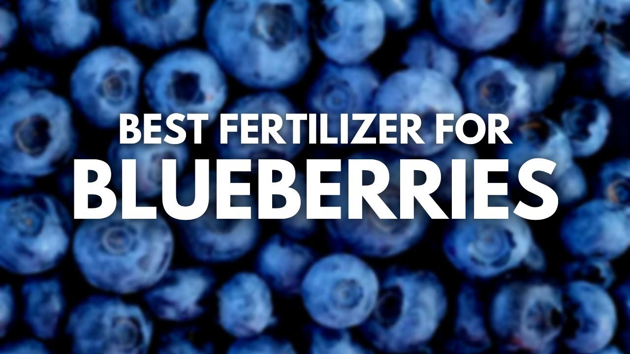 Best Fertilizer For Blueberries 2023 And Buyers Guide