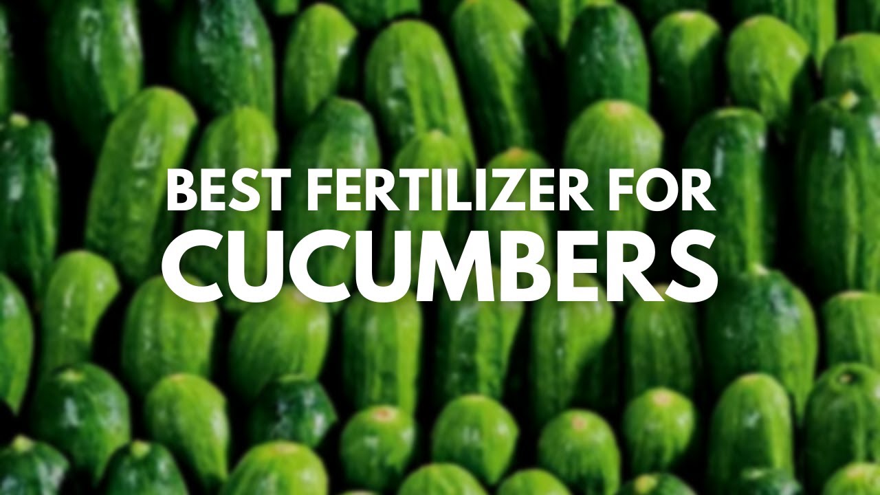 What Is The Best N P K Fertilizer For Cucumbers