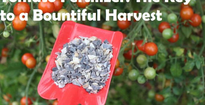 Tomato Fertilizer: The Key to a Bountiful Harvest