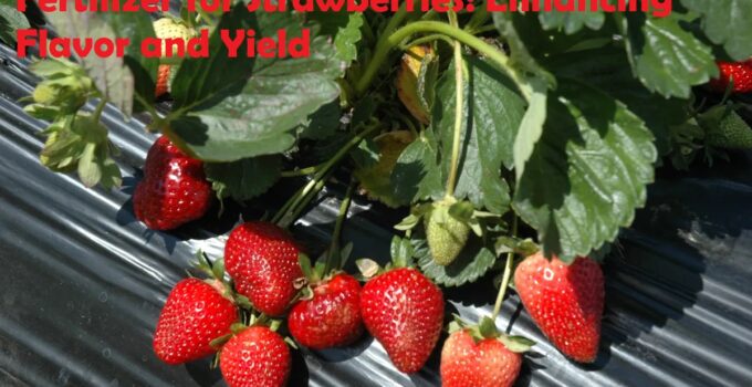 Fertilizer for Strawberries: Enhancing Flavor and Yield
