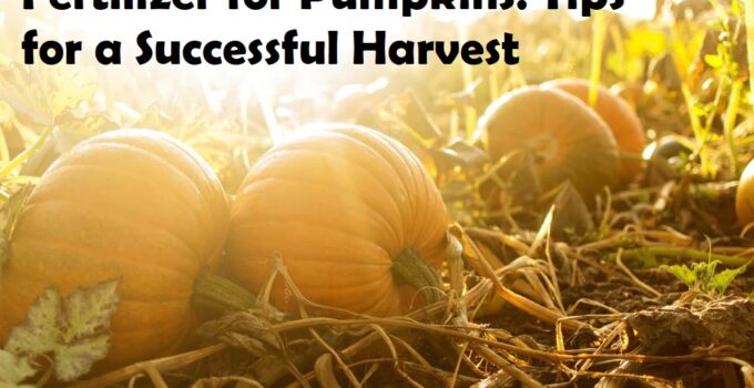 Fertilizer for Pumpkins: Tips for a Successful Harvest