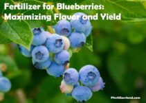 Fertilizer for Blueberries: Maximizing Flavor and Yield