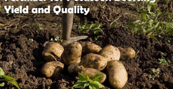 Fertilizer for Potatoes: Boosting Yield and Quality