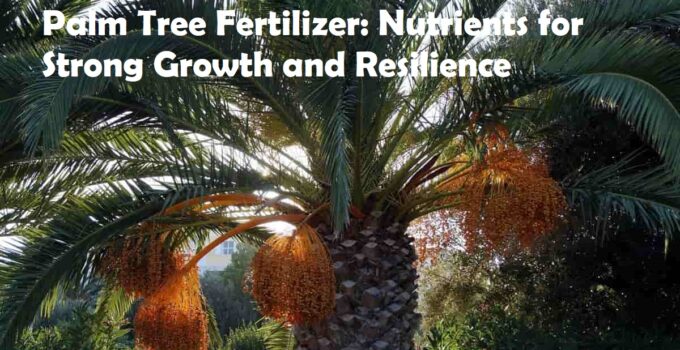 Palm Tree Fertilizer: Nutrients for Strong Growth and Resilience