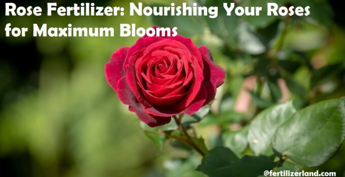 Rose Fertilizer: Nourishing Your Roses for Maximum Blooms