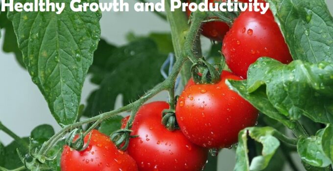 Fertilizer for Tomatoes in Pots: Tips for Healthy Growth and Productivity