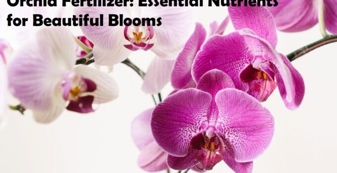 Orchid Fertilizer: Essential Nutrients for Beautiful Blooms