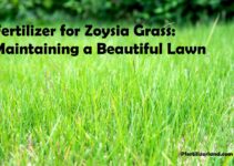 Fertilizer for Zoysia Grass: Maintaining a Beautiful Lawn